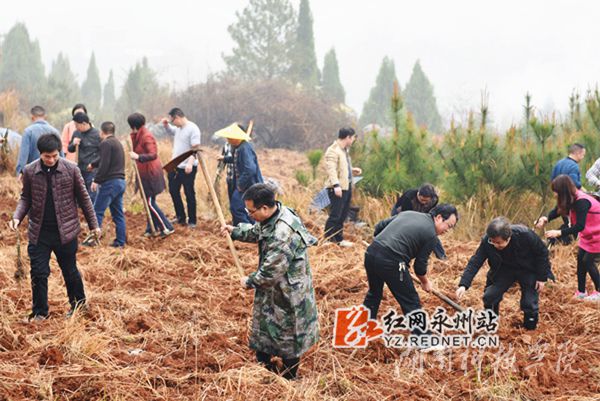 beat365平台唯一官网老师们热火朝天地挥锄种金槐